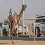 هجن النايفات والرئاسة في زعامة مهرجان ولي العهد للهجن في ثالث أيام التنشيطي الثاني