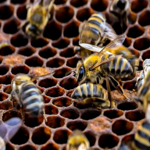تربية النحل وإنتاج العسل .. مهنه تتوارثها الأجيال بالباحة