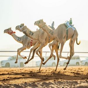 مهرجان خادم الحرمين للهجن.. شاهد ملاك السعودية في الصدارة